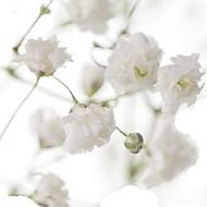 Gypsophila